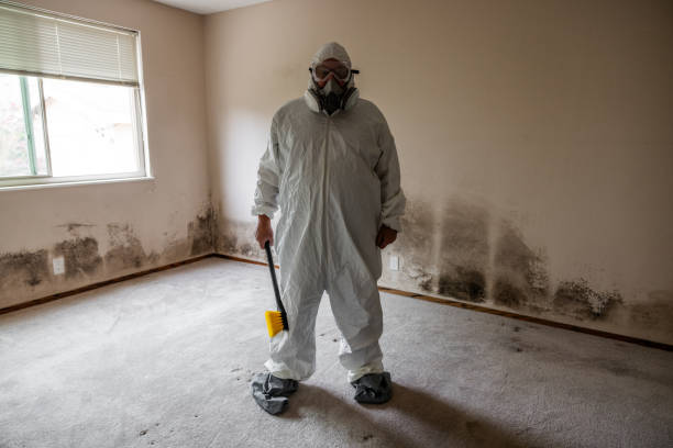 Professional Mold Removal in Lake Helen, FL